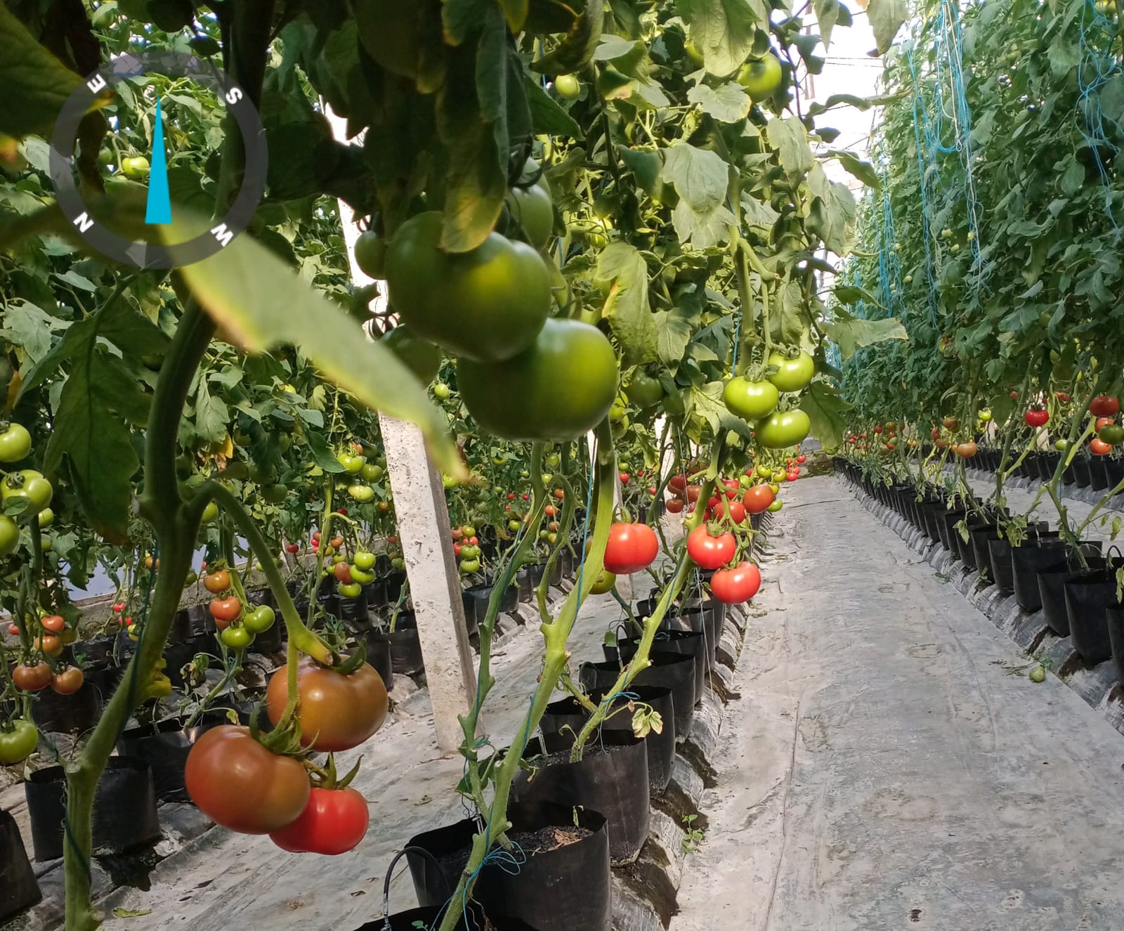 GreenSandria Modern Agriculture